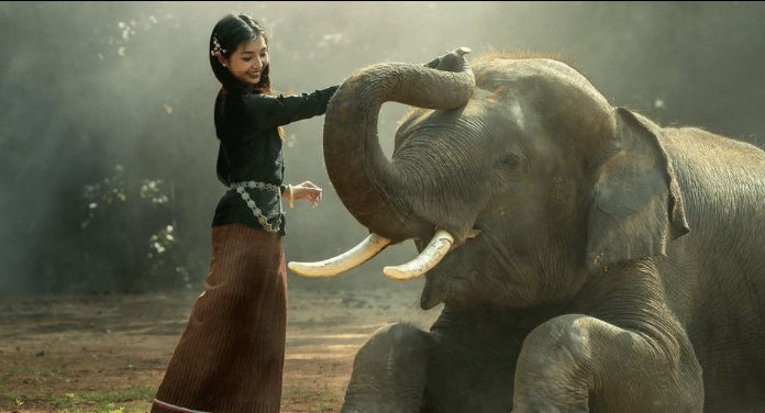 Prohiben los paseos en elefante en Cambodia y el mundo celebra