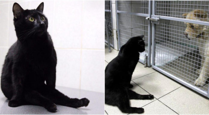 Gatito paralítico abraza y acompaña perritos enfermos en una veterinaria