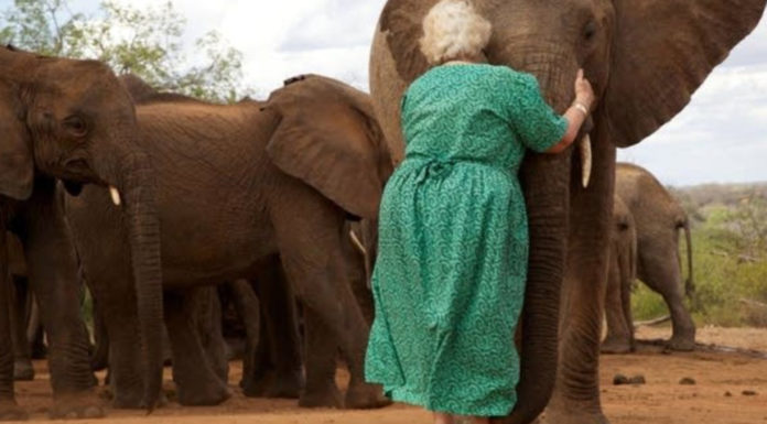 Elefantes huérfanos se alinean para abrazar a la mujer que los crió