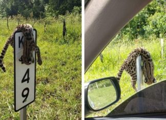 Muerto y colgado en una señal de tránsito, así apareció este tigrillo