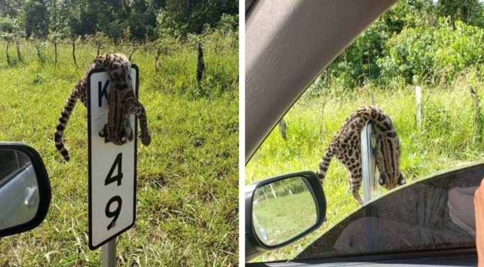 Muerto y colgado en una señal de tránsito, así apareció este tigrillo