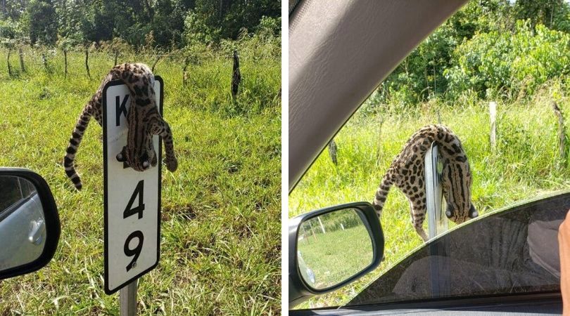 Muerto y colgado en una señal de tránsito, así apareció este tigrillo