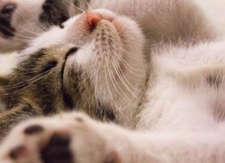 El trabajo soñado: empresa solicita personas para abrazar gatos y darle mucho amor