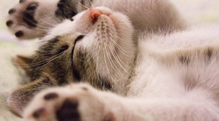 El trabajo soñado: empresa solicita personas para abrazar gatos y darle mucho amor