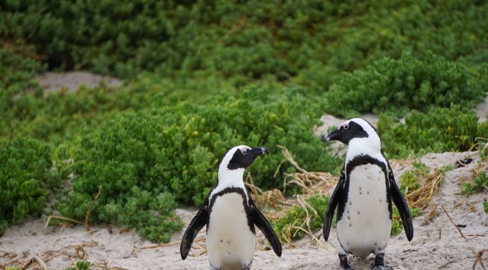 Una pareja de pingüinos robaron un huevo para ser padres