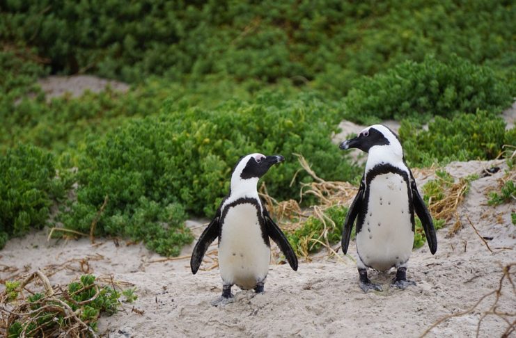 Una pareja de pingüinos robaron un huevo para ser padres