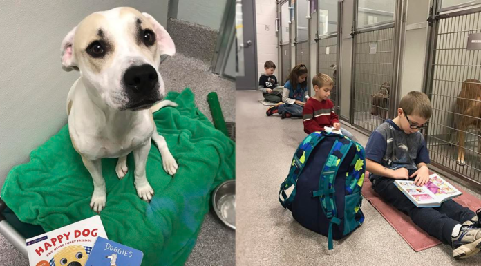 Niños acuden a refugios para leer cuentos a perritos y combatir su ansiedad