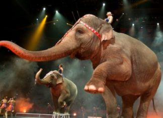 París prohibirá los circos con animales a partir de 2020