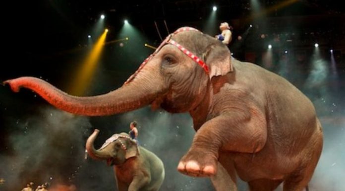 París prohibirá los circos con animales a partir de 2020