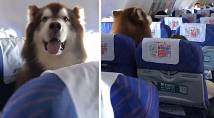 Le permitieron volar al lado de su humano discapacitado y se comportó mejor que cualquier niño