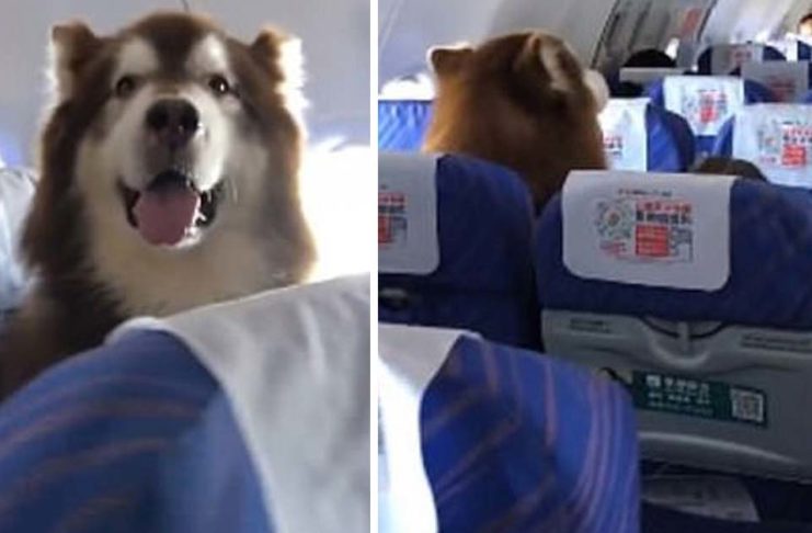 Le permitieron volar al lado de su humano discapacitado y se comportó mejor que cualquier niño