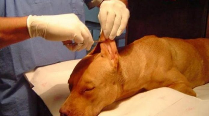 Aprobaron proyecto que prohíbe mutilar animales por estética
