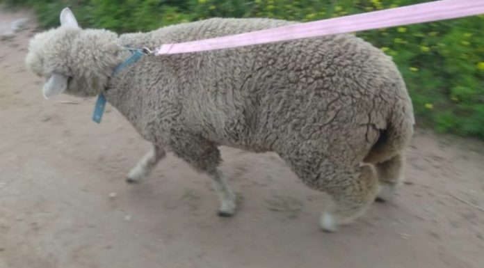 Ganó un cordero en una rifa y pidió que se lo dieran con vida para que crezca en libertad