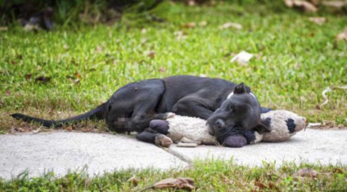 La foto viral del perrito sin hogar que se aferraba a su oso de peluche