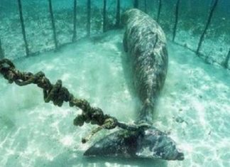 Descubren «prisiones submarinas» donde mantenían encerradas a más de 100 ballenas