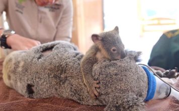 Koala bebé no se aleja de su madre durante la cirugía después de ser golpeados por un vehículo
