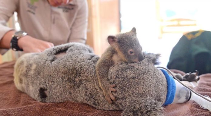 Koala bebé no se aleja de su madre durante la cirugía después de ser golpeados por un vehículo