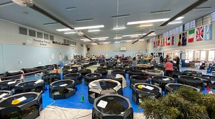 Habilitan escuela para atender koalas de los incendios en Australia