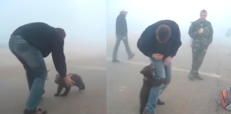 Registraron imágenes de un oso bebé abrazando a un hombre luego de ser rescatado de los incendios en Australia