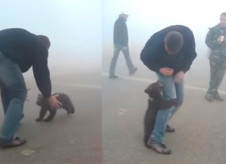 Registraron imágenes de un oso bebé abrazando a un hombre luego de ser rescatado de los incendios en Australia