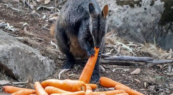 Helicóptero lanza miles de zanahorias y papas para animales hambrientos en Australia