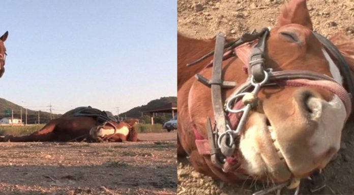 Caballo dramático finge estar muerto cuando la gente intenta montarlo