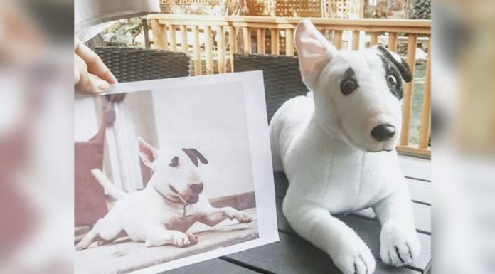 Empresa ‘inmortaliza’ mascotas y seres queridos convirtiéndolos en peluches a partir de una fotografía