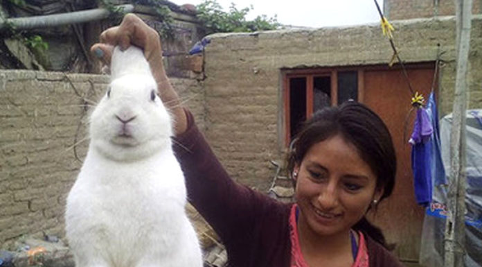 Huaura: conejo se escapaba de su casa para consumir marihuana