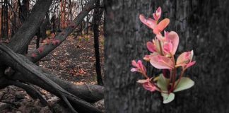 Bosques de Australia se niegan a morir, brotan florecitas entre las cenizas (FOTOS)