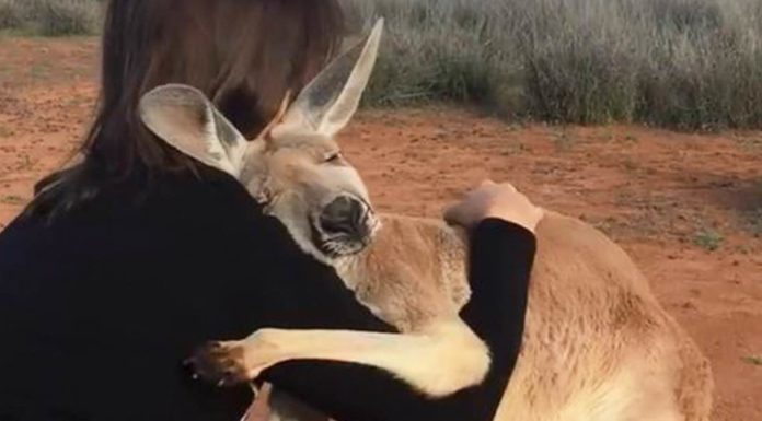 Canguro no puede dejar de abrazar a los voluntarios que lo salvaron en Australia. Busca dar gracias