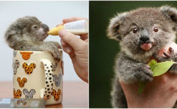 Conoce la iniciativa que te permite ‘adoptar un koala’ para salvarlos de la extinción