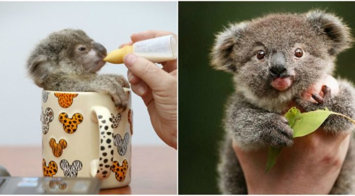Conoce la iniciativa que te permite ‘adoptar un koala’ para salvarlos de la extinción