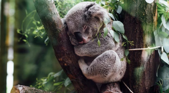 Adiós Koalas: lo han declarado casi extinto en Australia