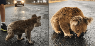 Koala sediento lame el agua de la lluvia que quedó en las pistas