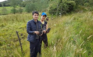 Proponen que sea requisito plantar un árbol para graduarse del colegio y la universidad