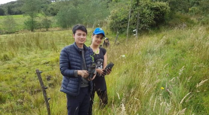 Proponen que sea requisito plantar un árbol para graduarse del colegio y la universidad