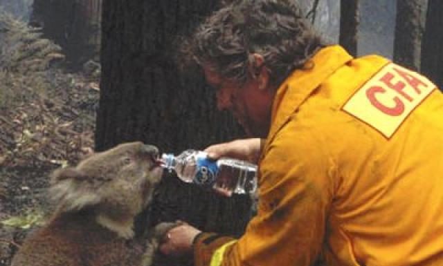 5 Programas de voluntariado para viajar a Australia y ayudar a los Koalas