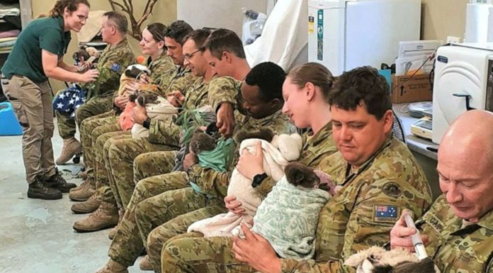 Soldados donan su tiempo para cuidar a los koalas afectados por el fuego en Australia