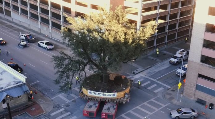 Así se trasladan de sitio árboles gigantes con cientos de años, sin dañarlos