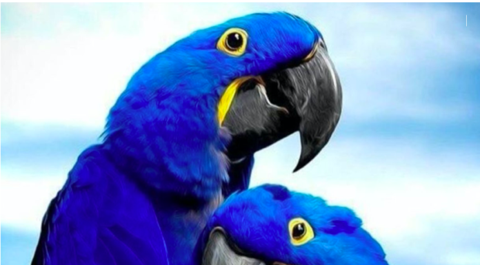 Nació un Guacamayo azul y da esperanza de salvar a su especie de la extinción