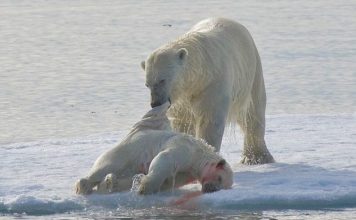El canibalismo entre osos polares está en aumento y preocupa a los científicos