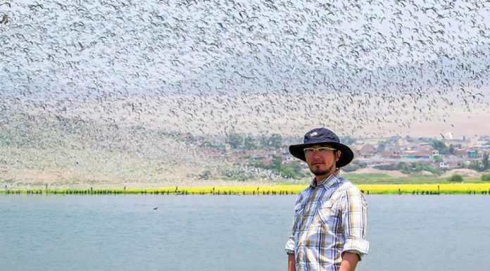 Marino Morikawa, el peruano que descontaminó una laguna en 15 días y ahora va a por más