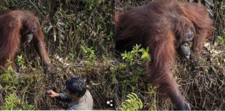 Fotógrafo captura a un orangután tratando de ayudar a un guardia forestal