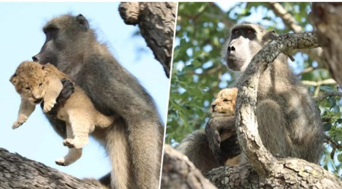 Capturan a Simba y Rafiki recreando la icónica escena de ‘El Rey León’ en el Parque Kruger de Sudáfrica