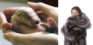 California prohíbe por ley la venta de abrigos de piel para siempre