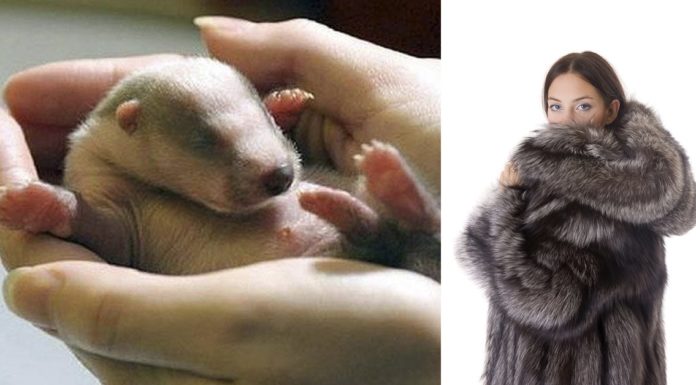 California prohíbe por ley la venta de abrigos de piel para siempre