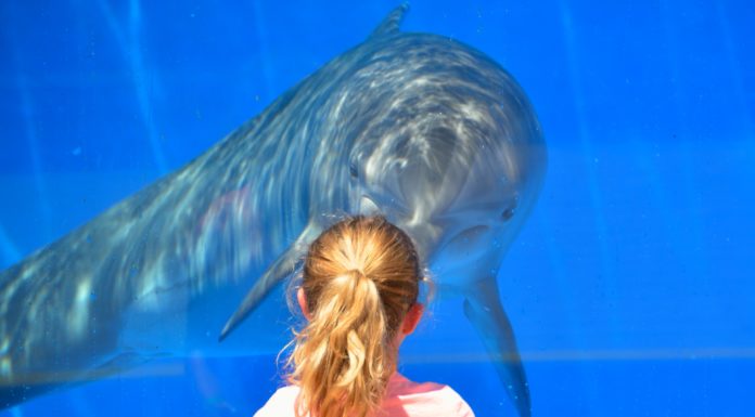 7 consejos para un turismo responsable con los animales