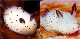 Conoce a los conejos marinos, una especie que está cautivando al Internet