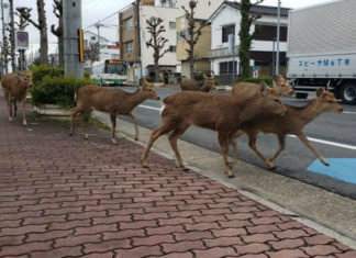 Reportan inusuales avistamientos de animales por ausencia de gente en las calles por Covid-19