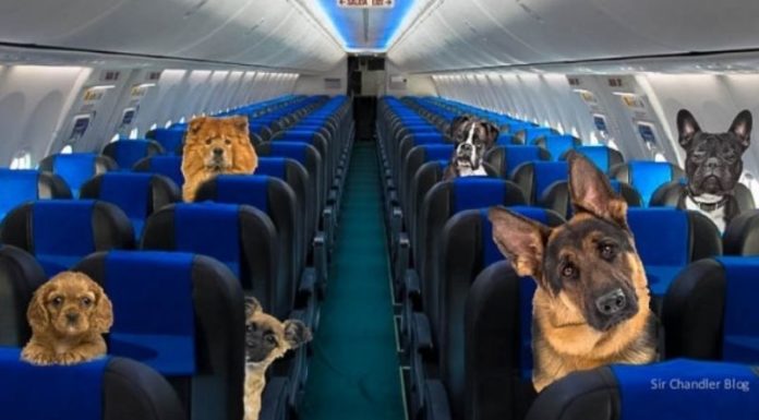 Aerolíneas Argentinas ahora permite perros acompañantes